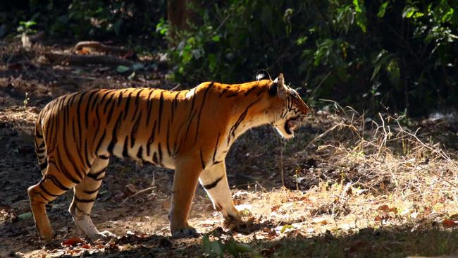 बाघको आक्रमणबाट वृद्द ब्यपत्ता