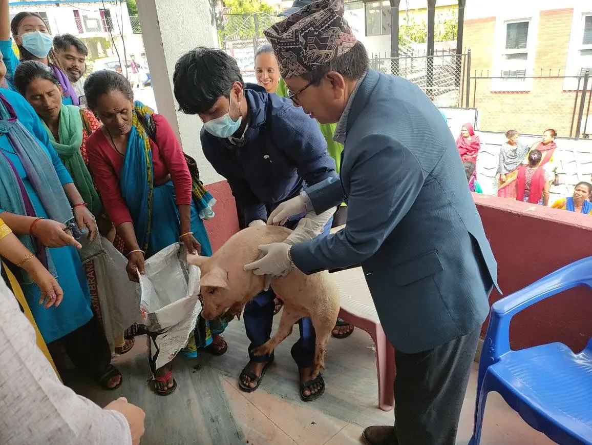 गोरखा नगरपालिकाद्धारा विपन्न तथा एकल महिलालाई निशुल्क बङगुर बितरण