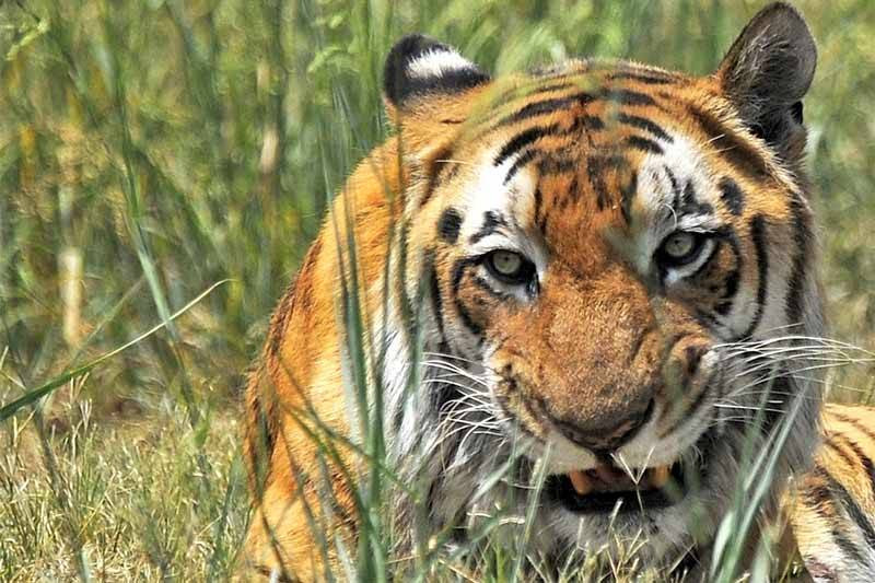 बाघको आक्रमणबाट २५ वर्षीया युवती घाइते