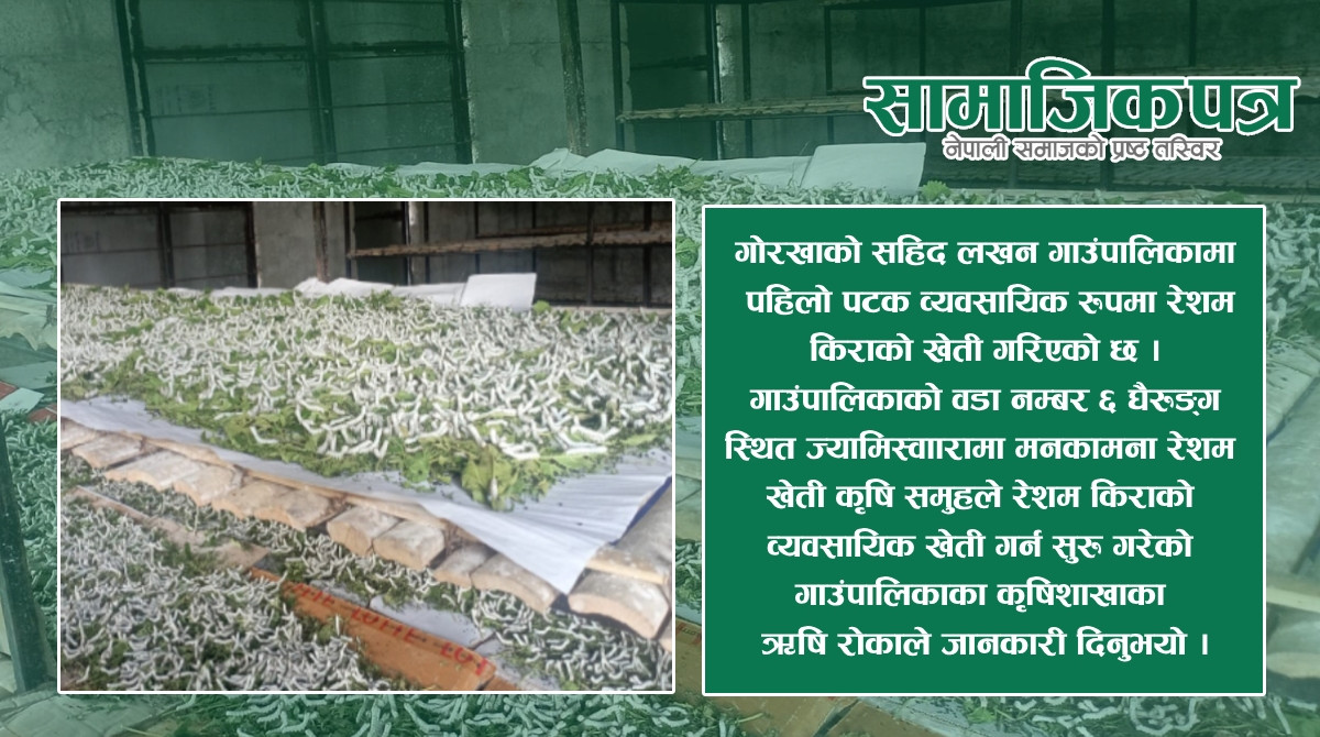 सहिद लखन गाउँपालिकामा व्यवसायिक रेशम किराको खेती