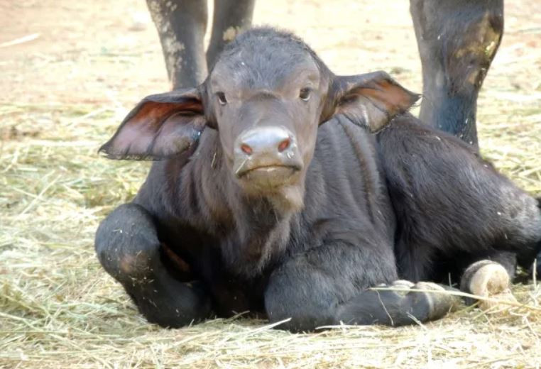 तनहुँमा पाडापाडी हुर्काउन र दूध उत्पादन बढाउन किसानलाई अनुदान