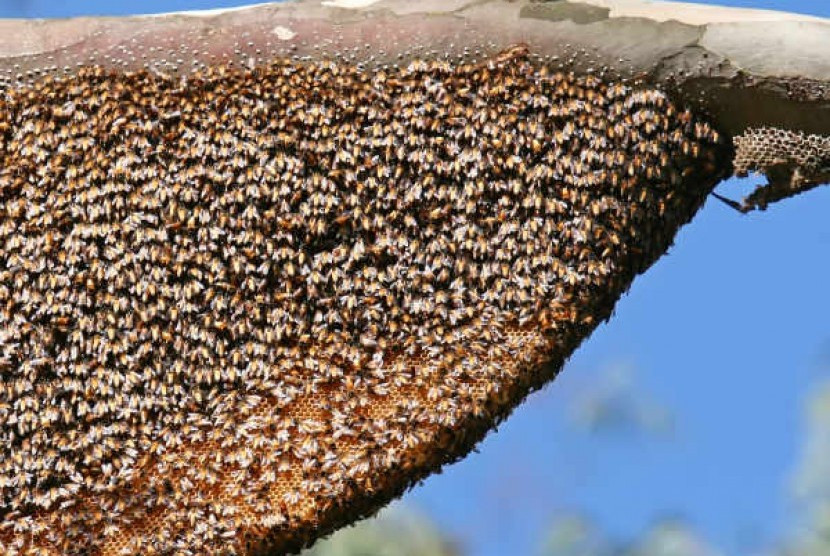 सिङ्गुस खाँदा गोरखाका ४ जना सहित ७ जना बिरामी